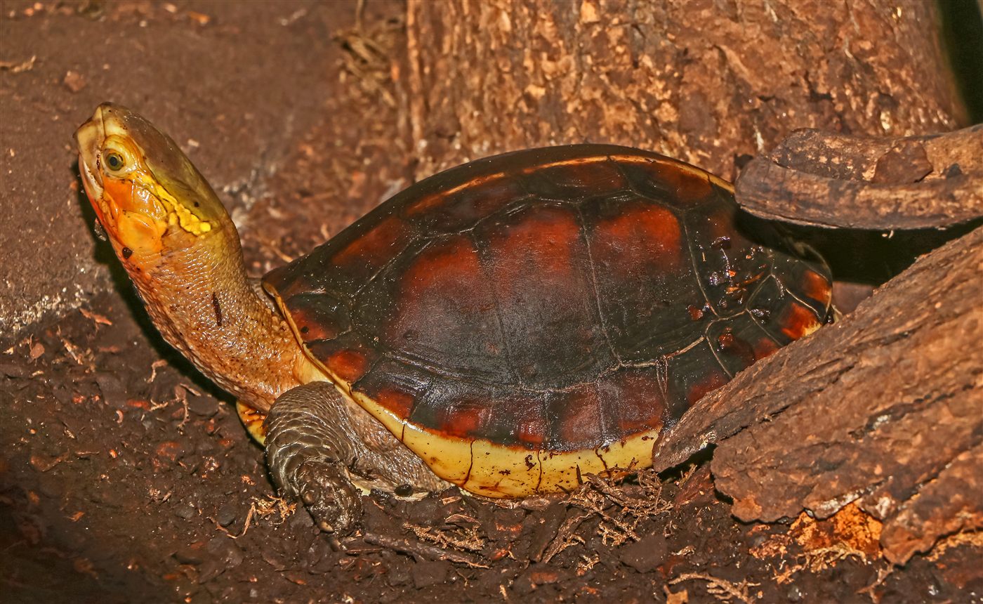 Tortue boîte chinoise