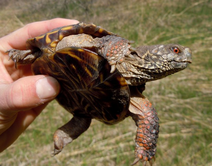Tortue boîte ornée