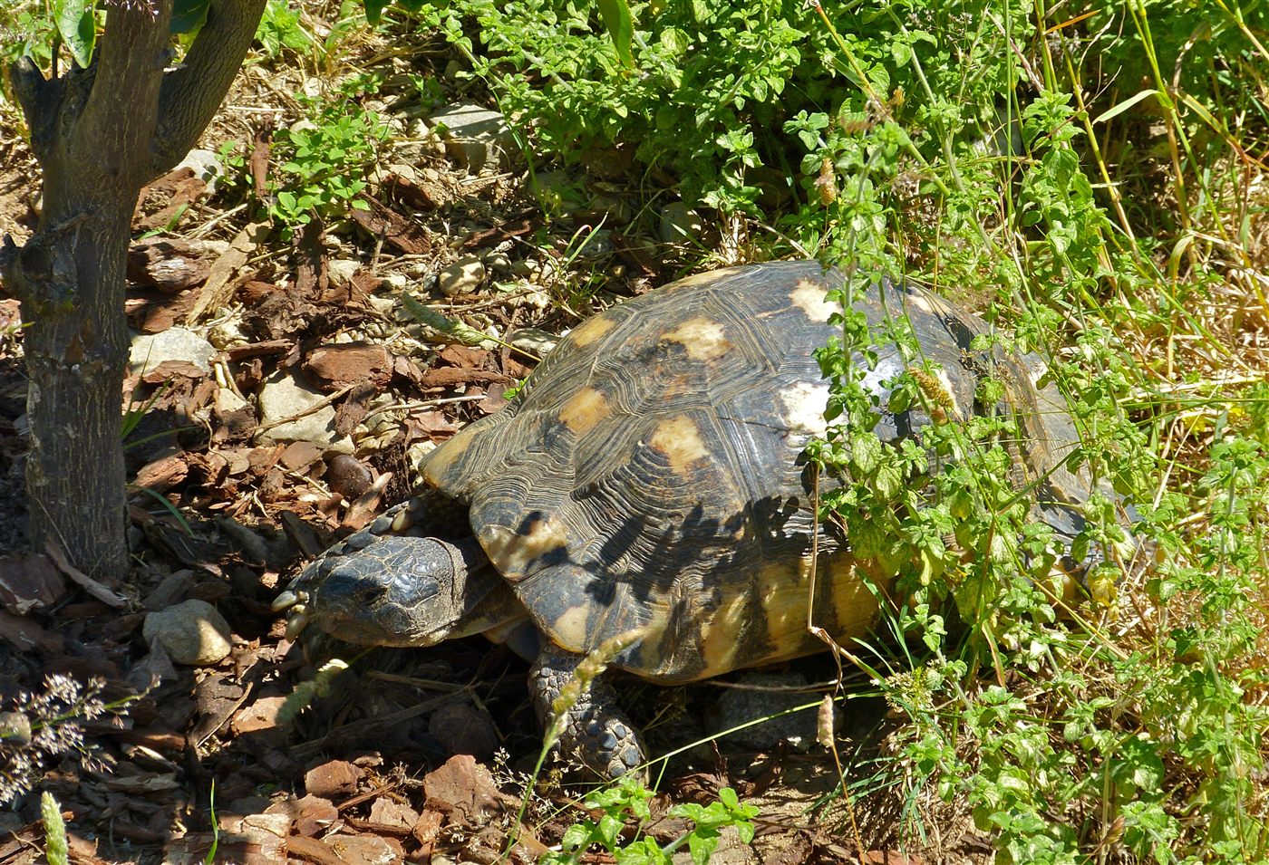 Tortue bordée