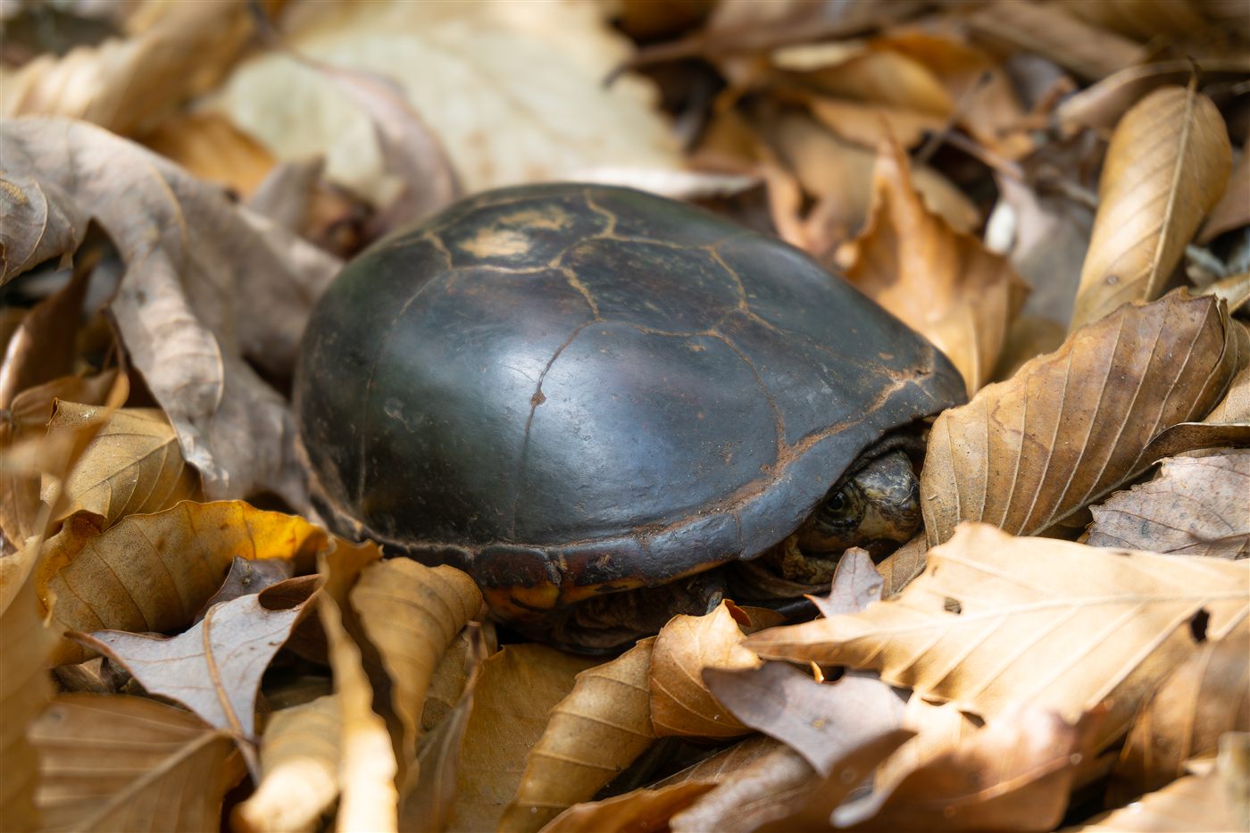 Tortue bourbeuse