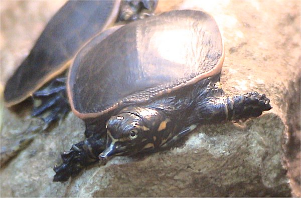 Tortue carapace molle Floride