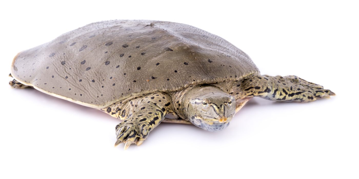 Tortue carapace molle épineuse