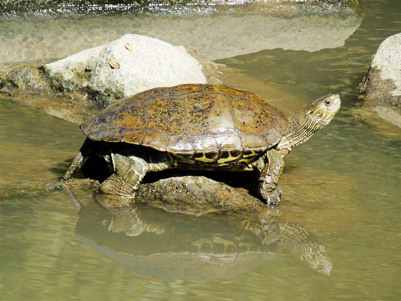 Tortue caspienne