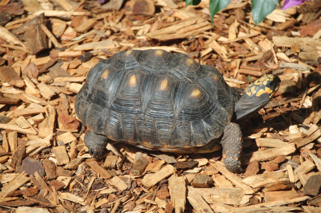 Tortue charbonnière