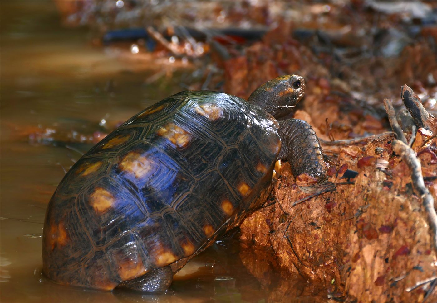 Tortue charbonnière pattes jaunes
