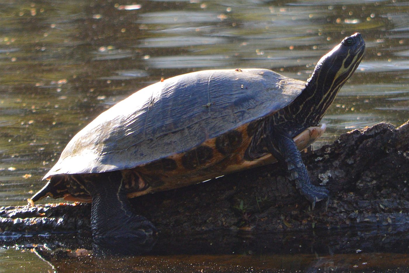 Tortue concinna