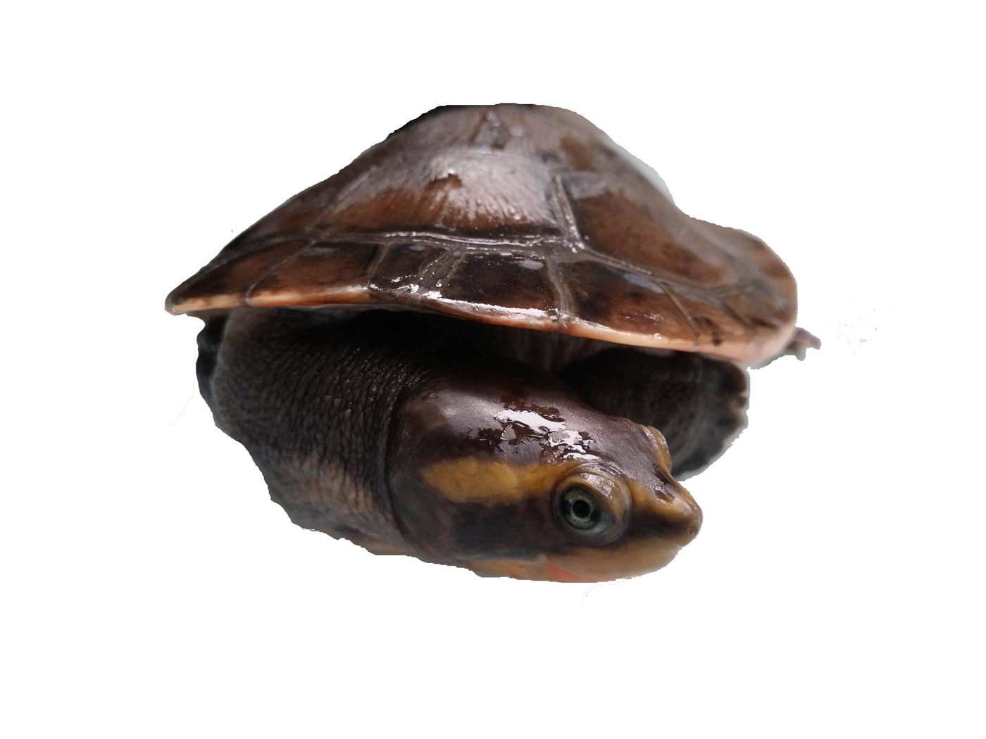 Tortue à cou caché