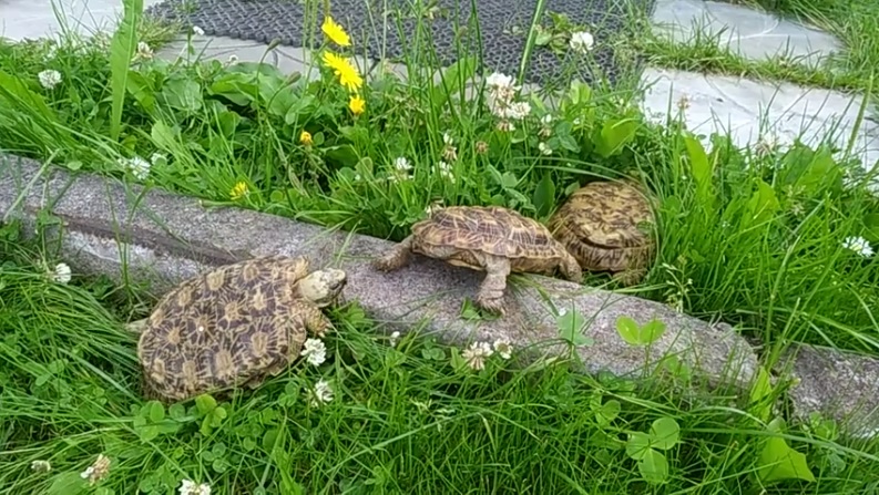 Tortue crêpe