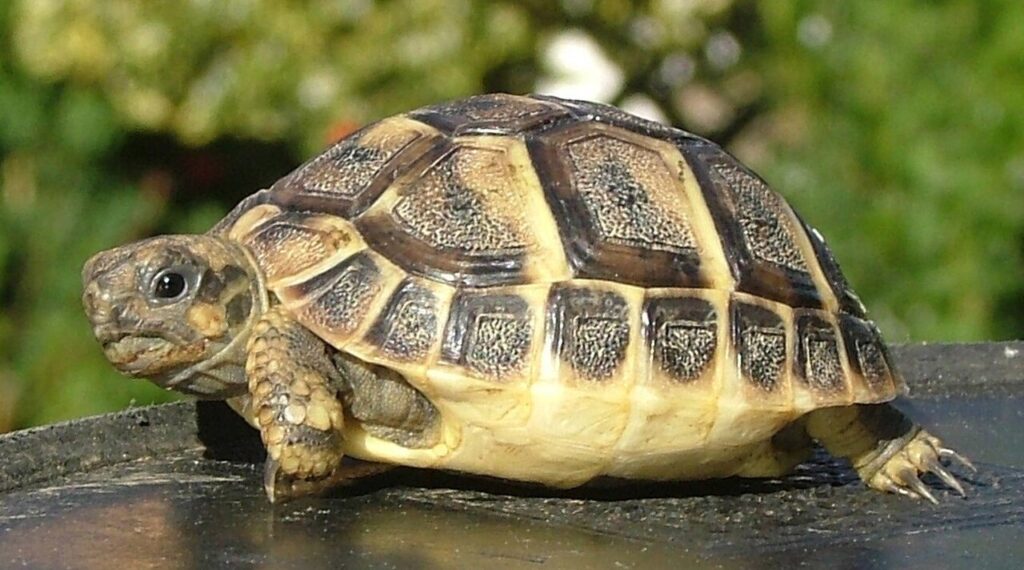 Tortue d'Hermann Est