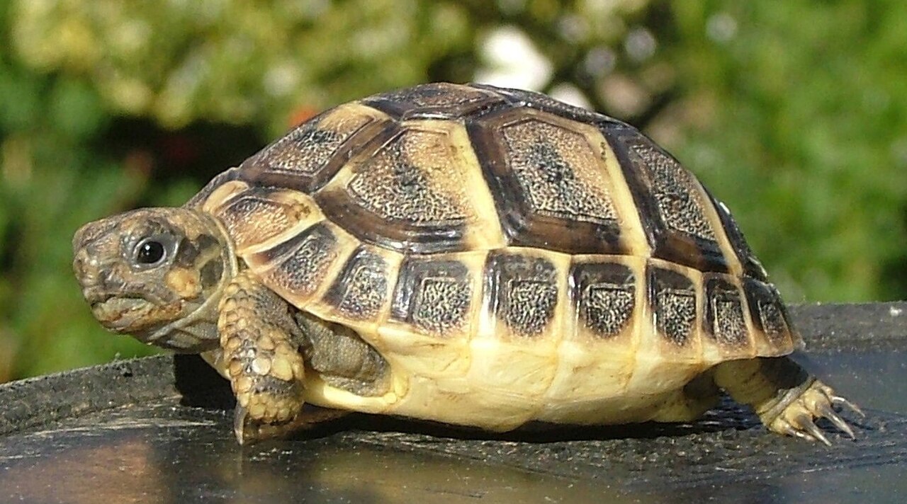 Testudo hermanni boettgeri, tortue d'Hermann de l'Est