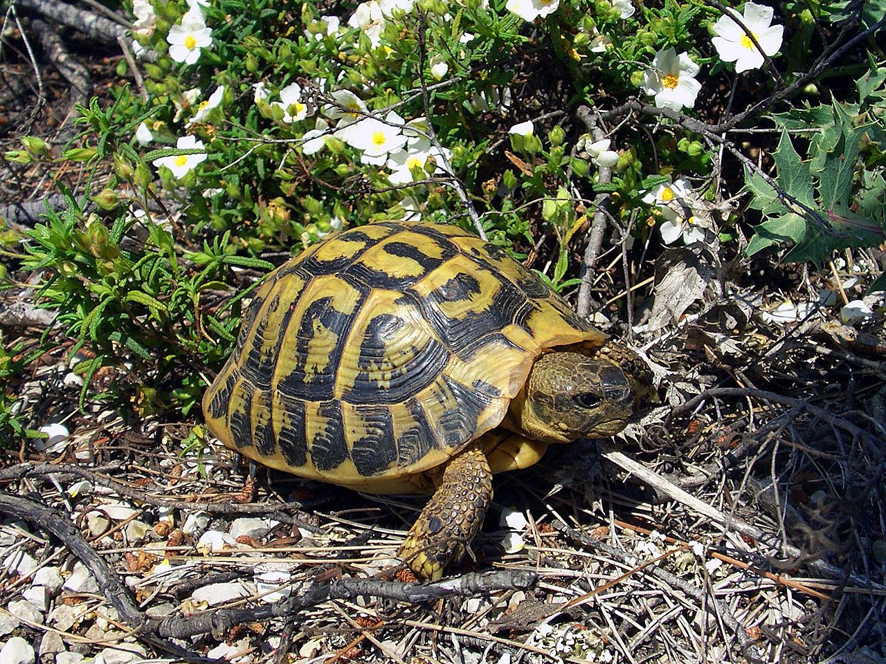 Testudo hermanni hermanni, tortue d'Hermann de l'Ouest