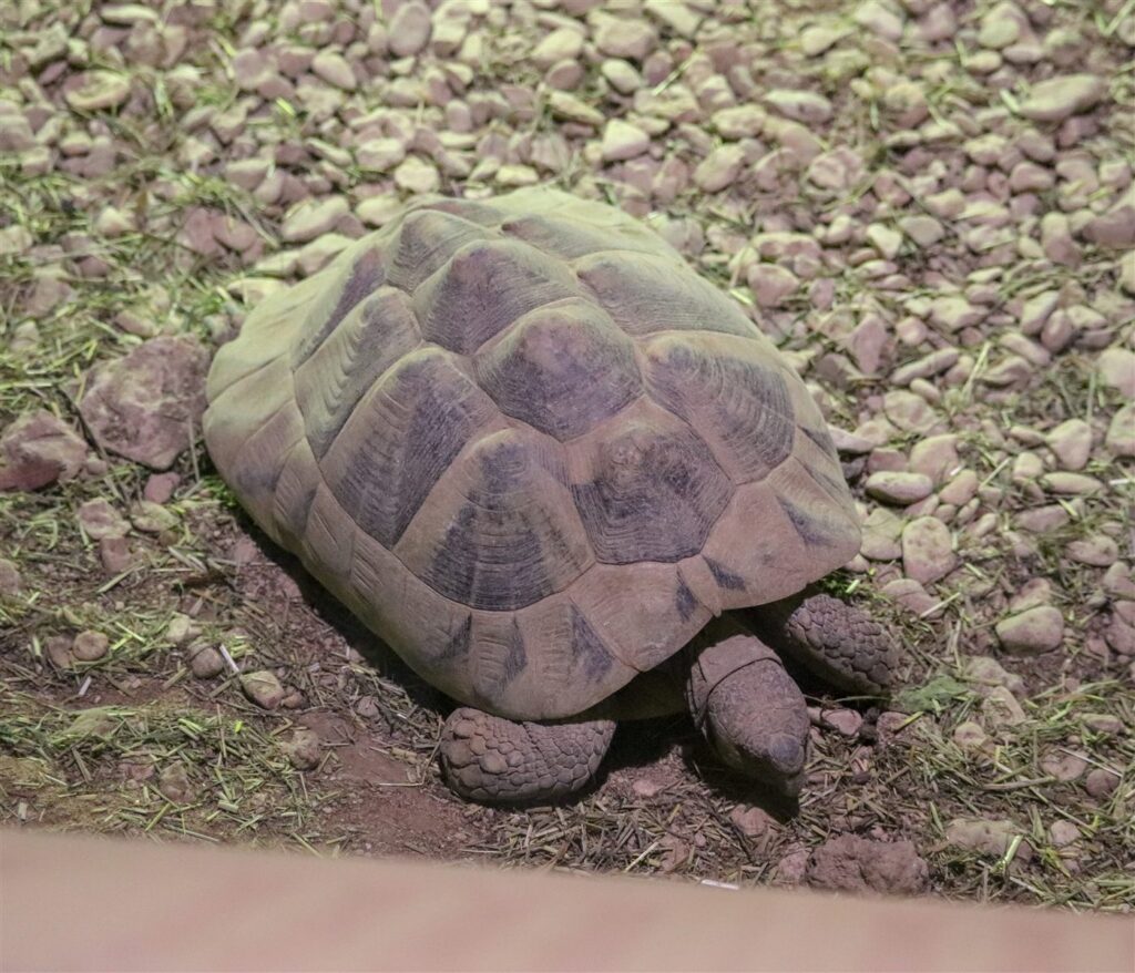 Tortue d'Hermann