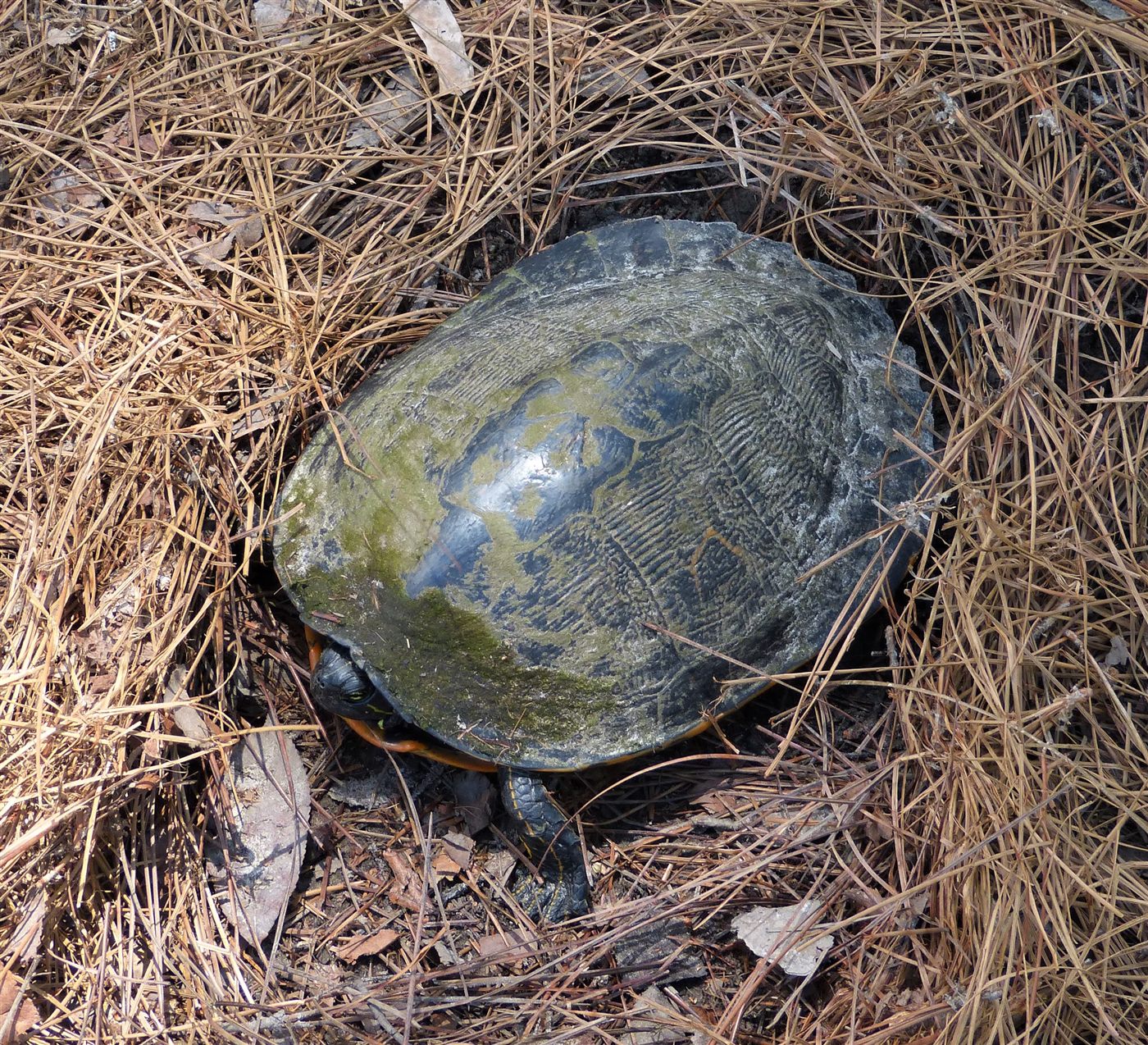 Tortue de Floride Pseudemys