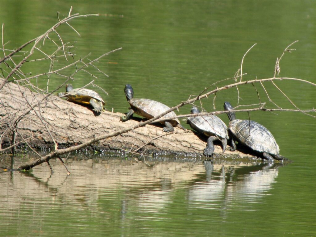 Tortue de Floride