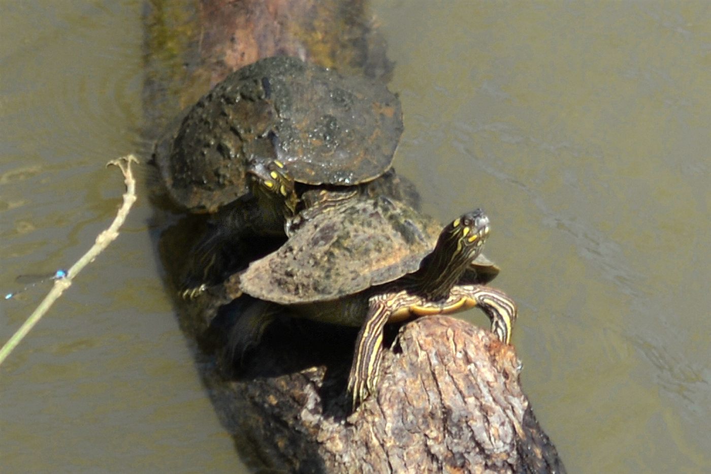 Tortue de Ouachita