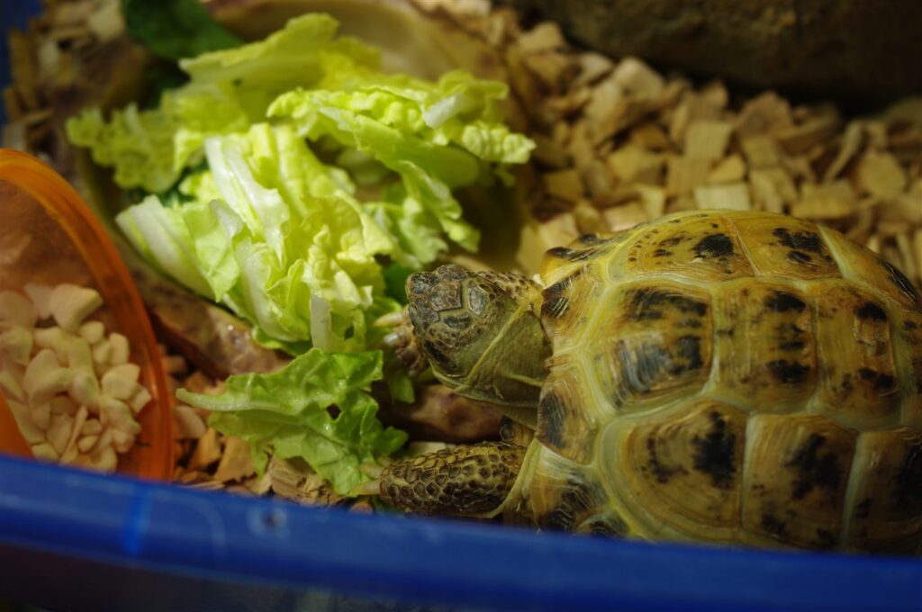 Tortue des steppes