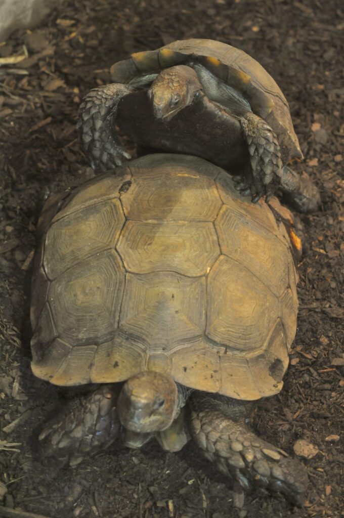 Tortue à dos plat, Manouria emys
