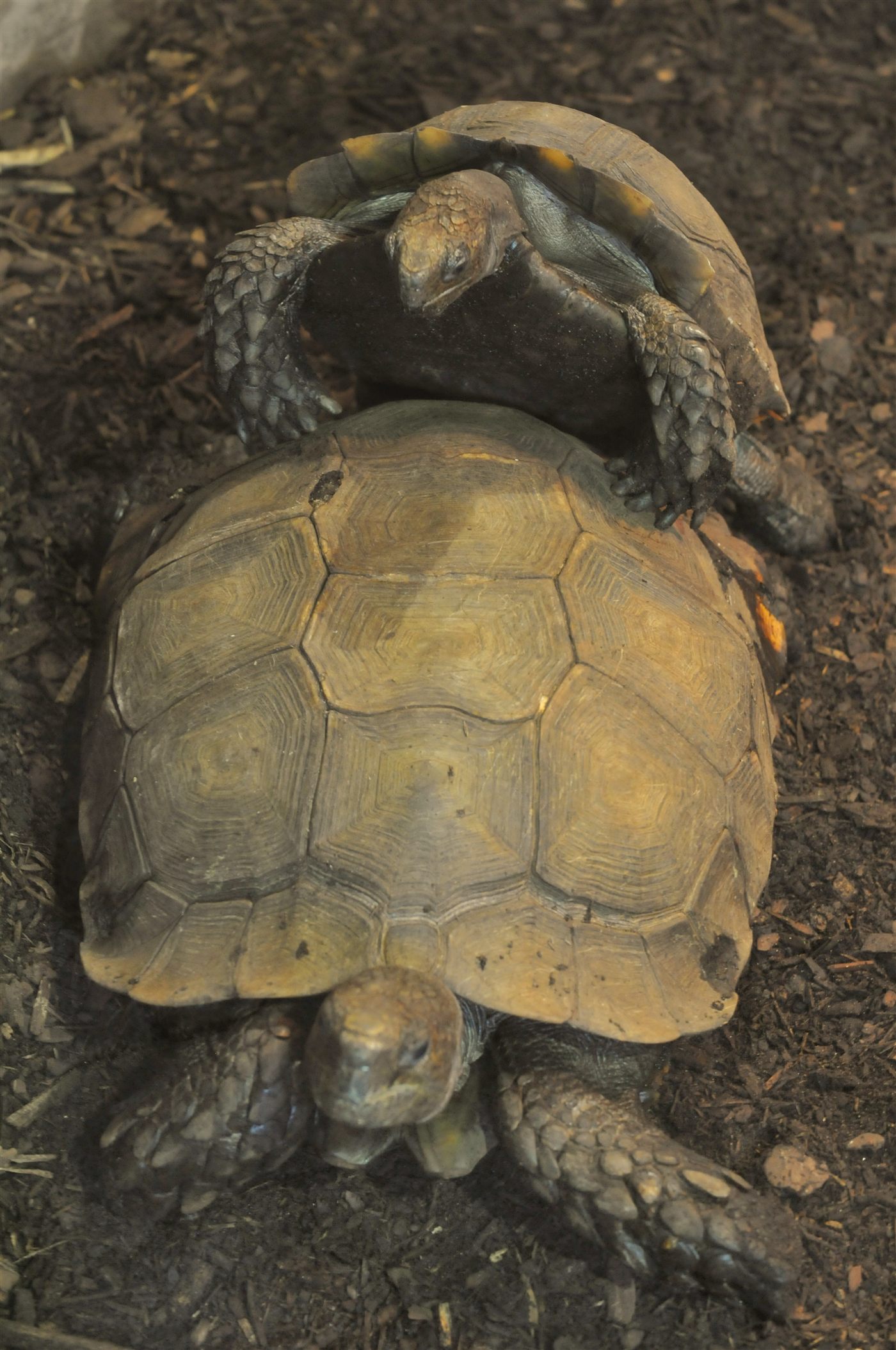 Tortue à dos plat