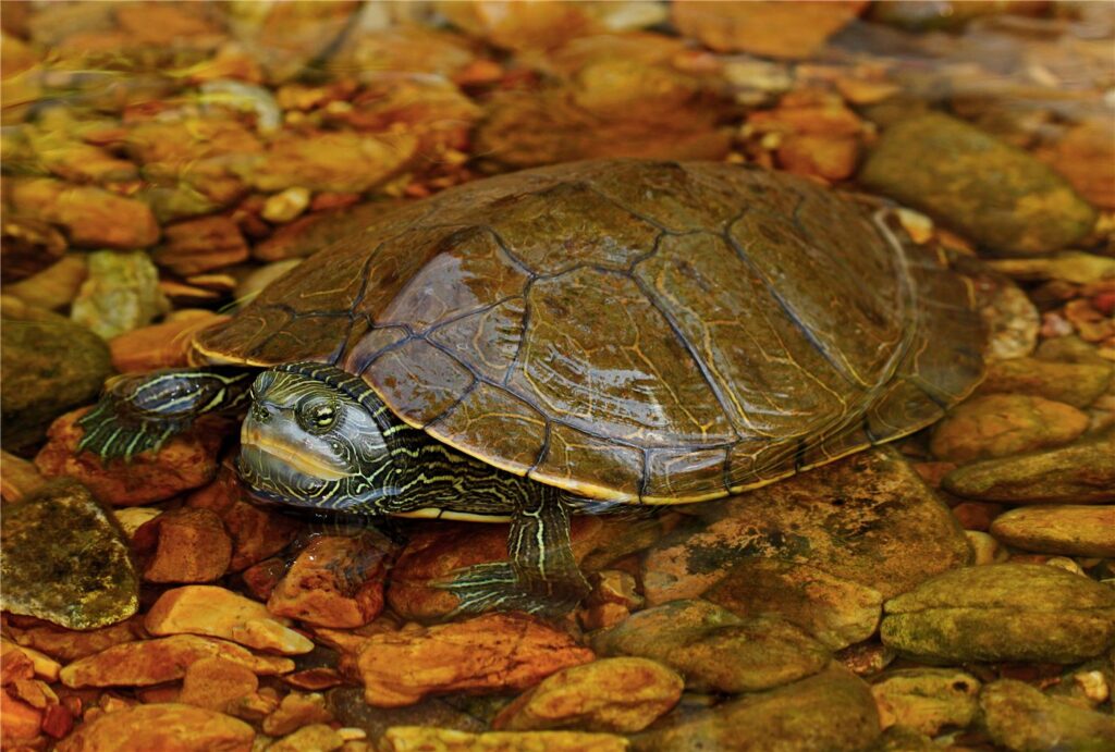 Tortue géographique, Graptemys geographica