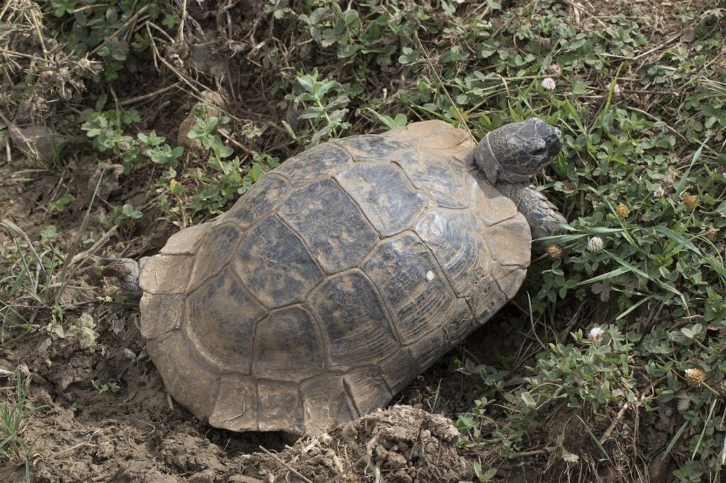 Tortue grecque