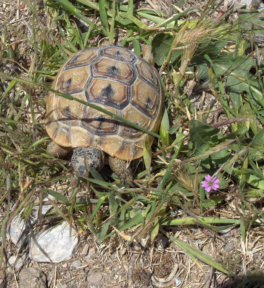 Tortue grecque ibera