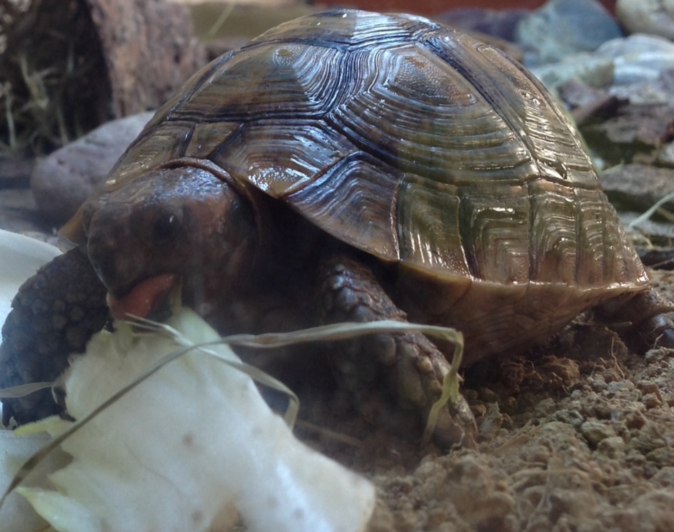 Tortue grecque marocaine
