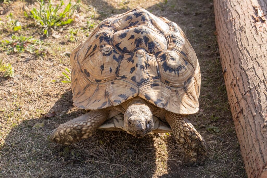 Tortue léopard