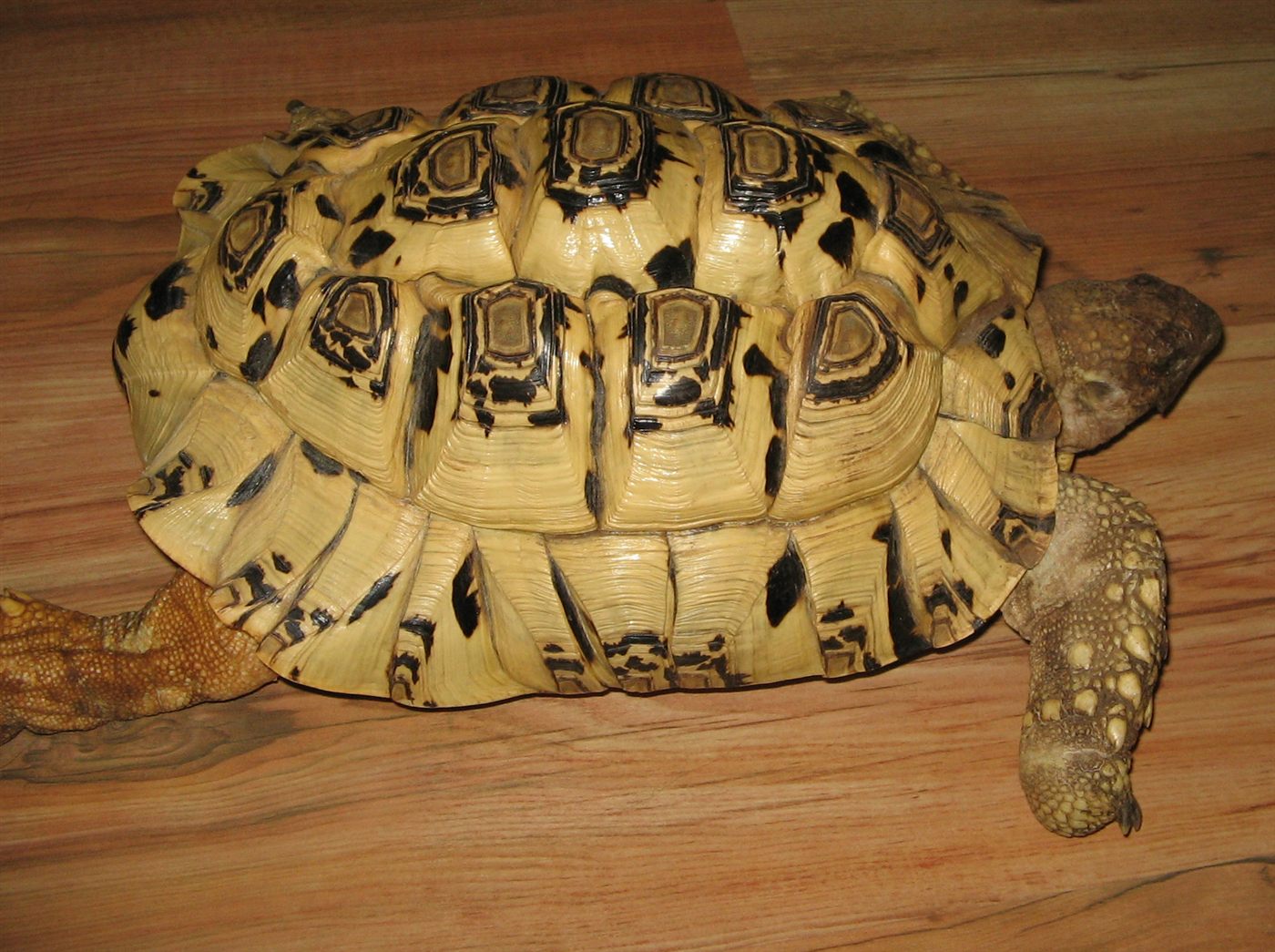 Tortue léopard babcocki