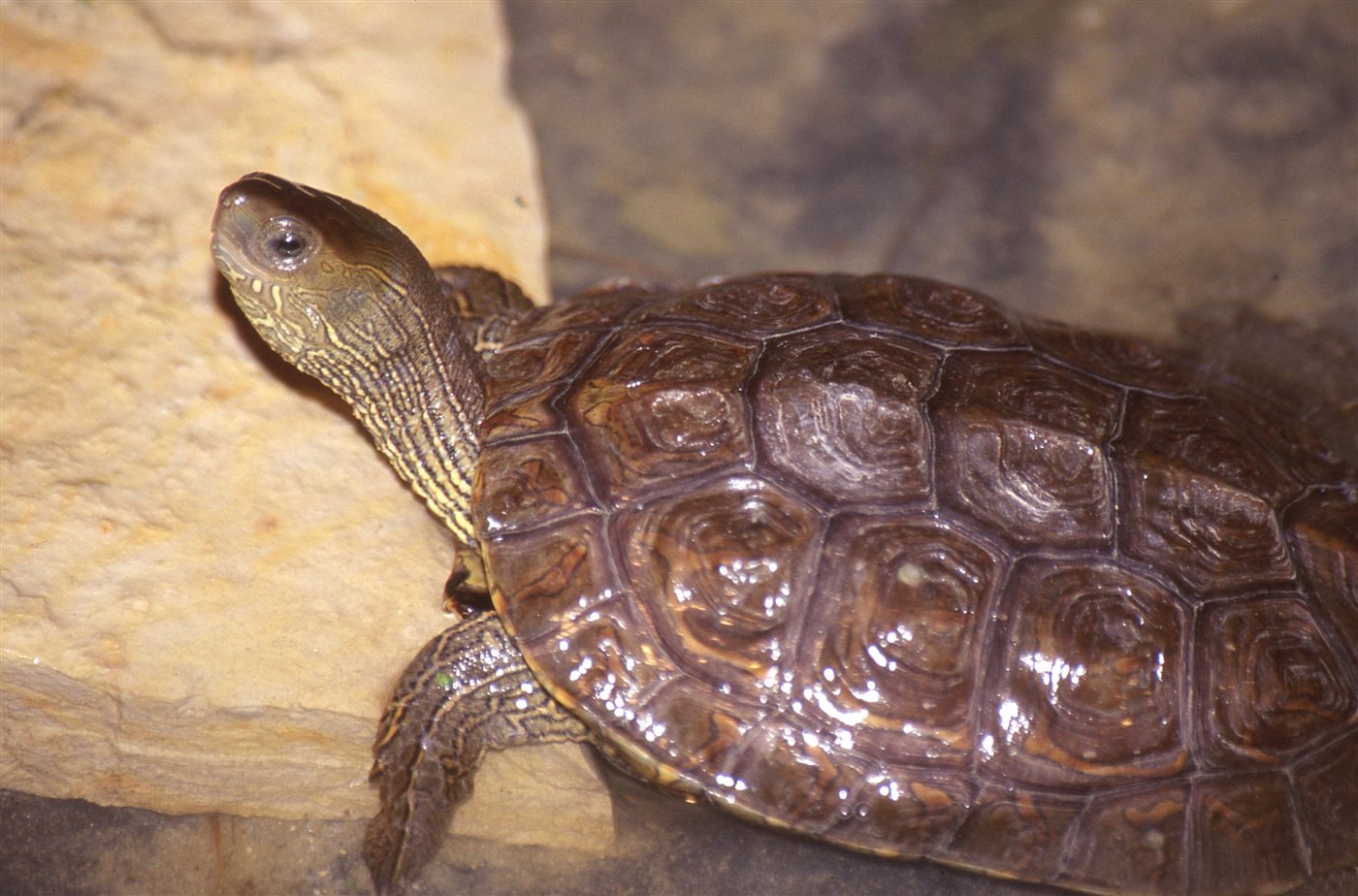 Tortue mauresque