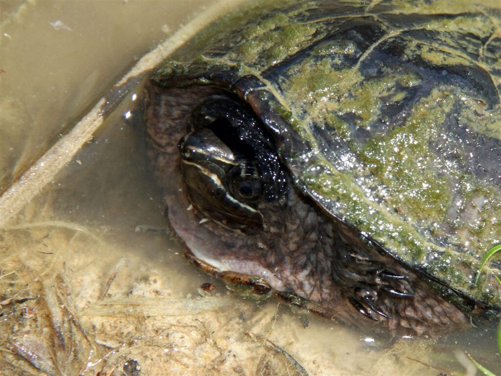Tortue musquée