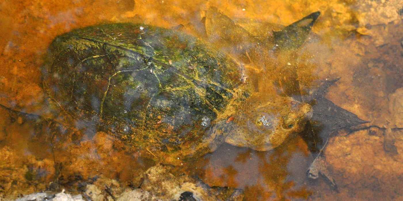 Tortue musquée carénée