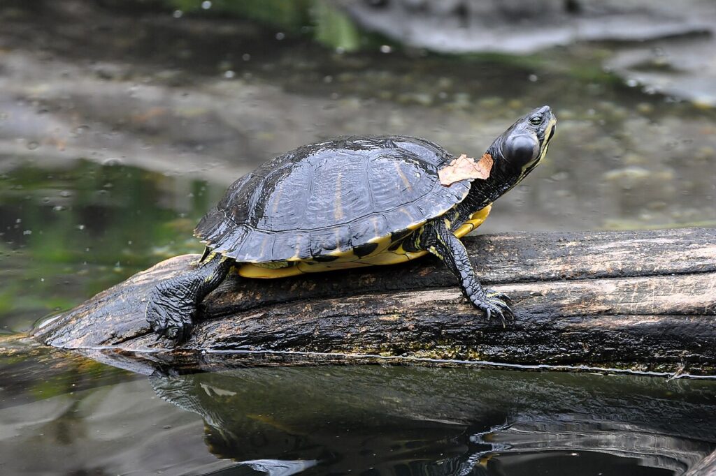 Tortue oreilles jaunes