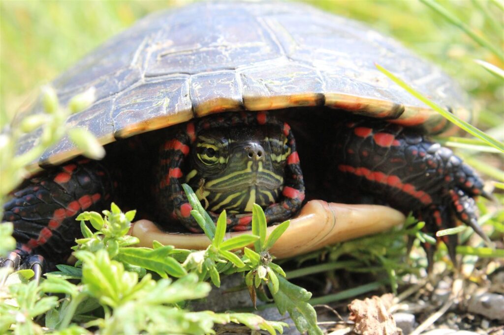 Tortue peinte