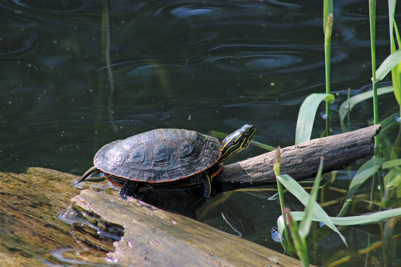 Tortue peinte Ouest