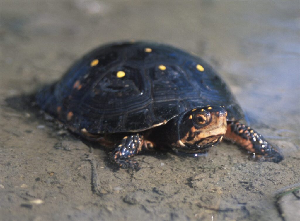 Tortue ponctuée, Clemmys guttata