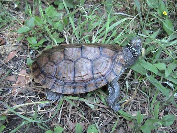 Tortue pseudogéographique