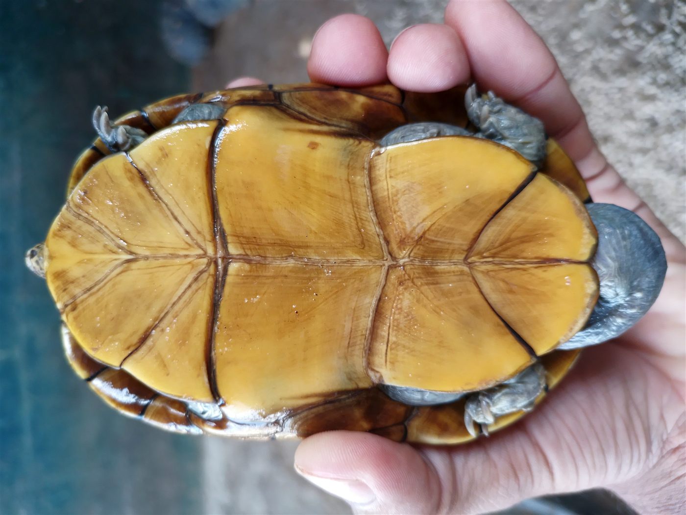 Tortue scorpion