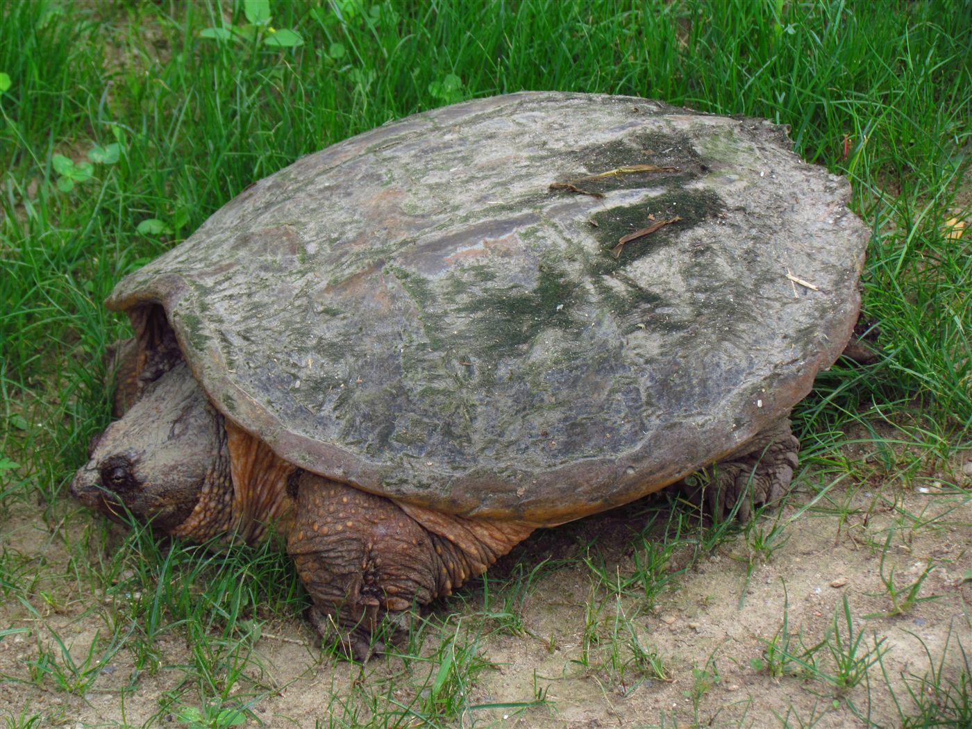 Tortue serpentine