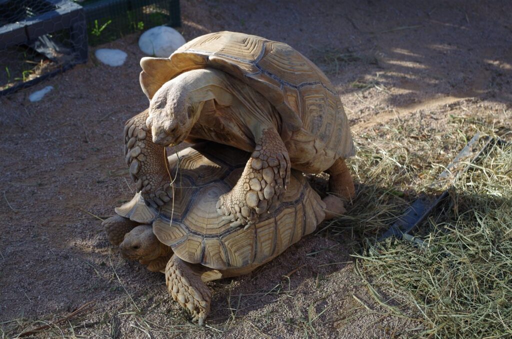 Tortue sillonnée