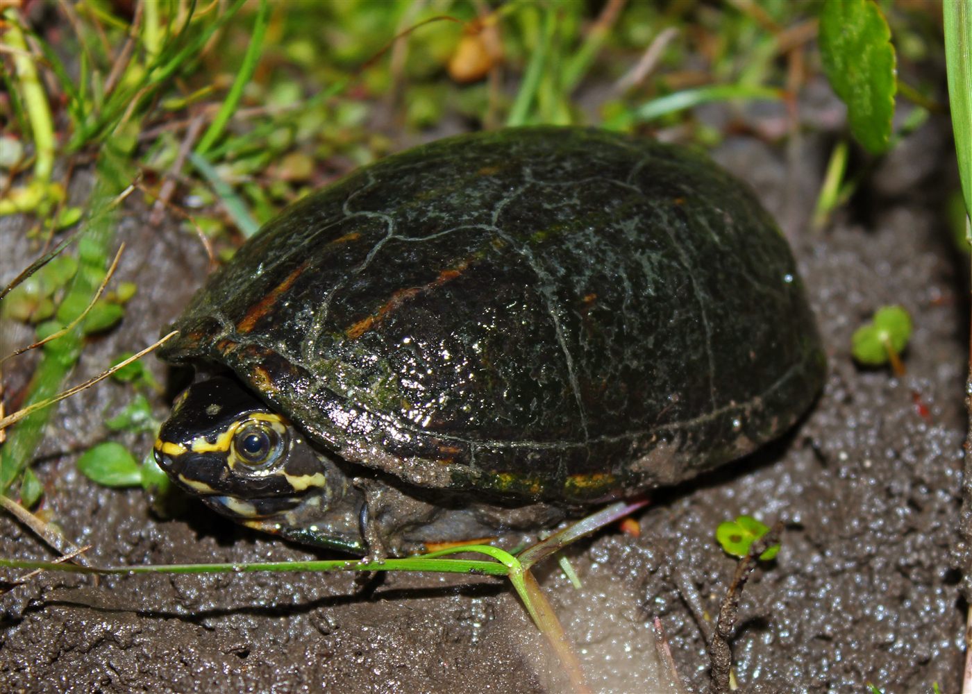 Tortue striée