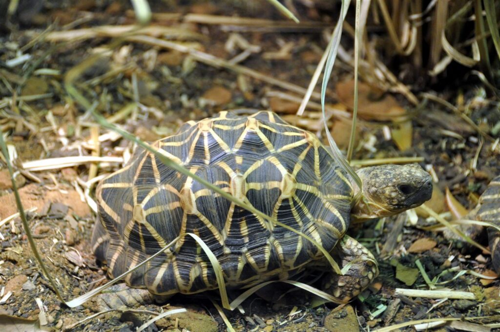 Tortue étoilée d'Inde