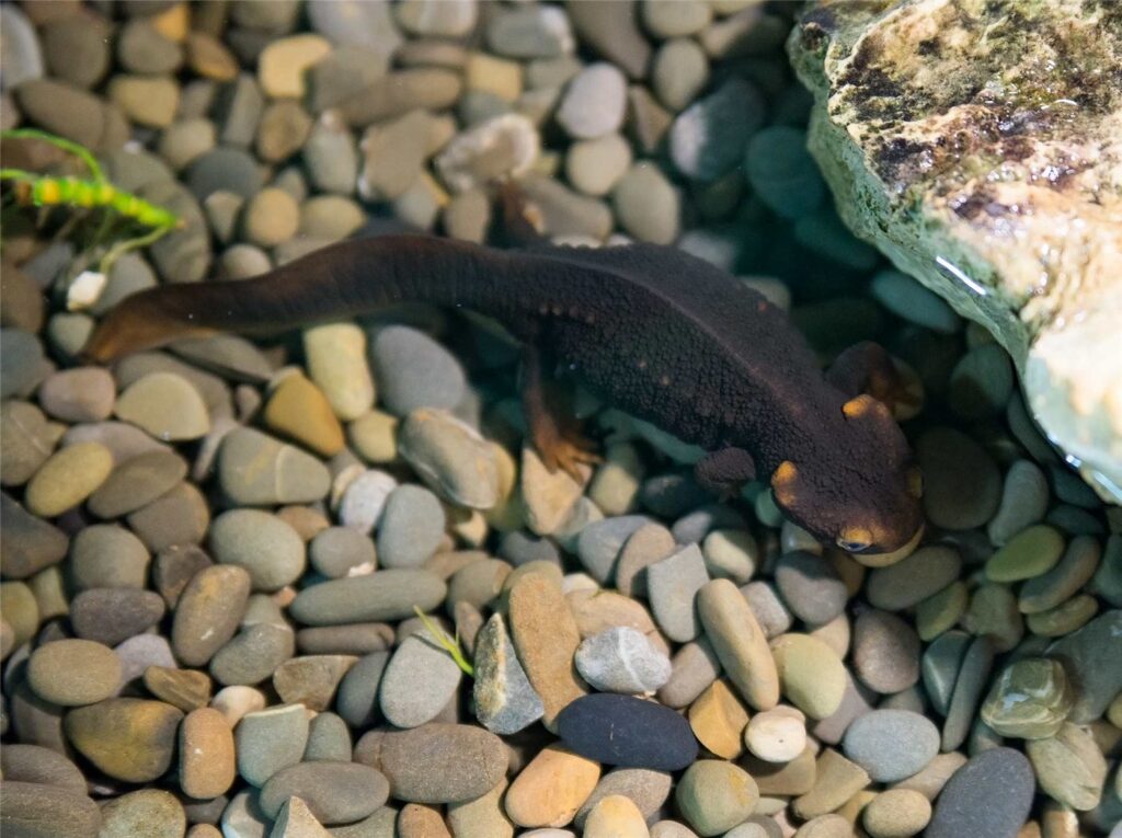 Triton crocodile