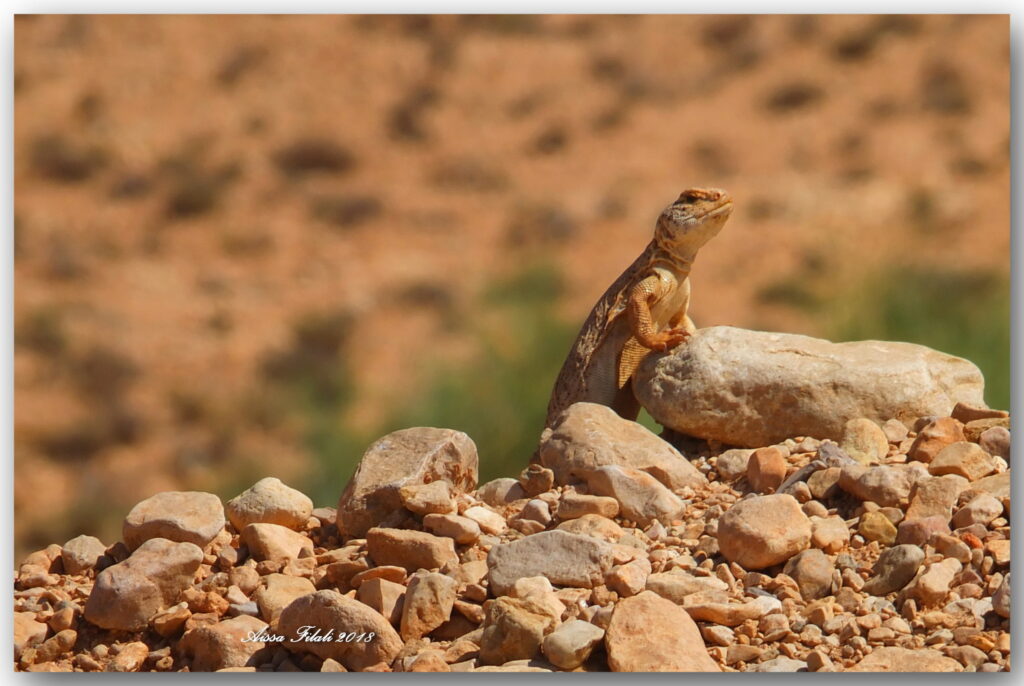 Uromastyx acanthinura