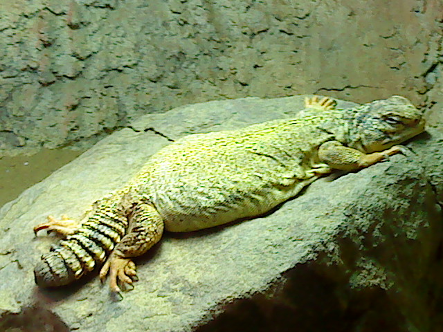 Uromastyx geyri