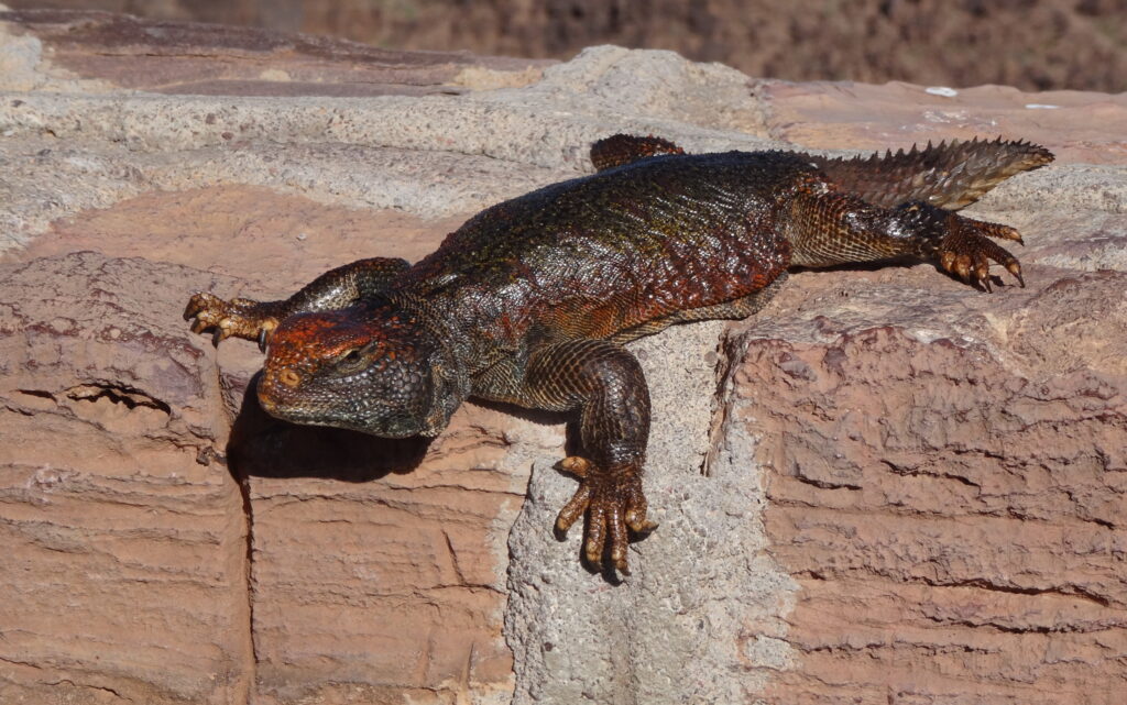 Uromastyx nigriventris