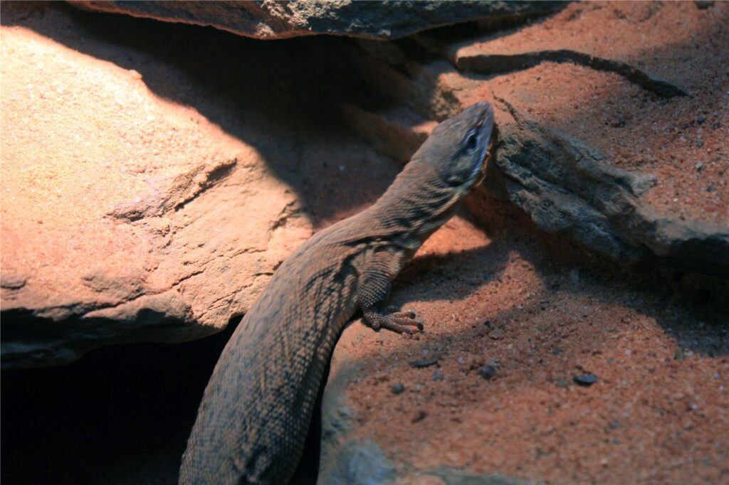 Varan de Storr