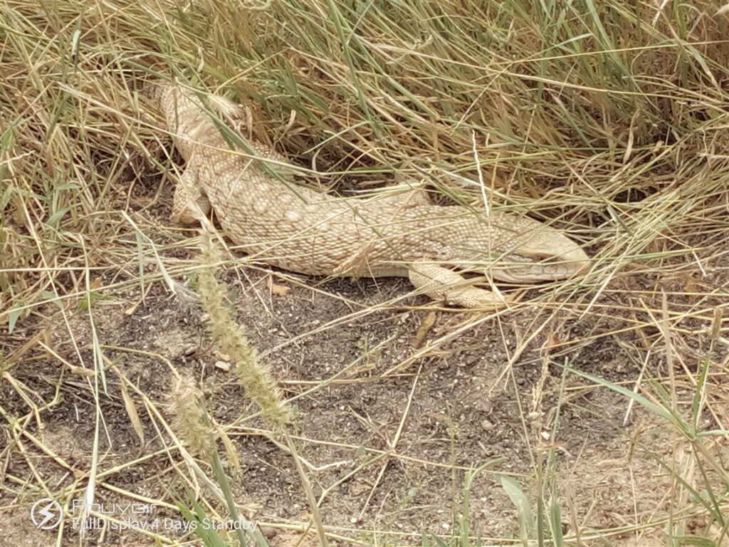 Varan des savanes
