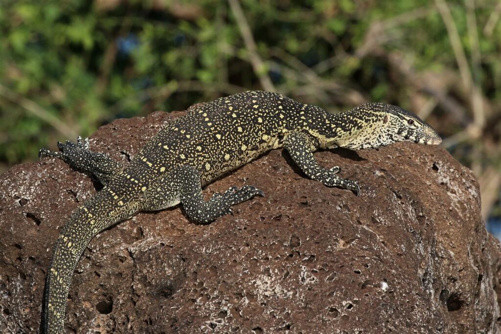 Varan du Nil