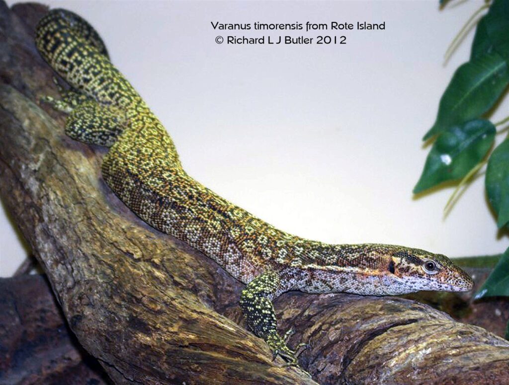 Varan du Timor