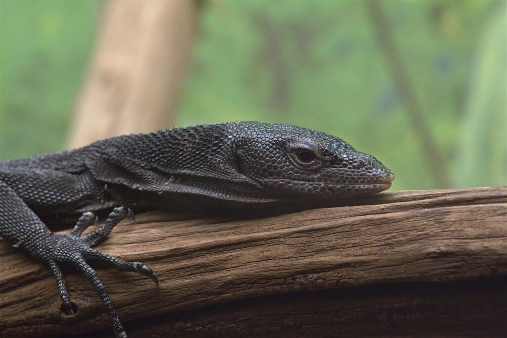 Varan noir